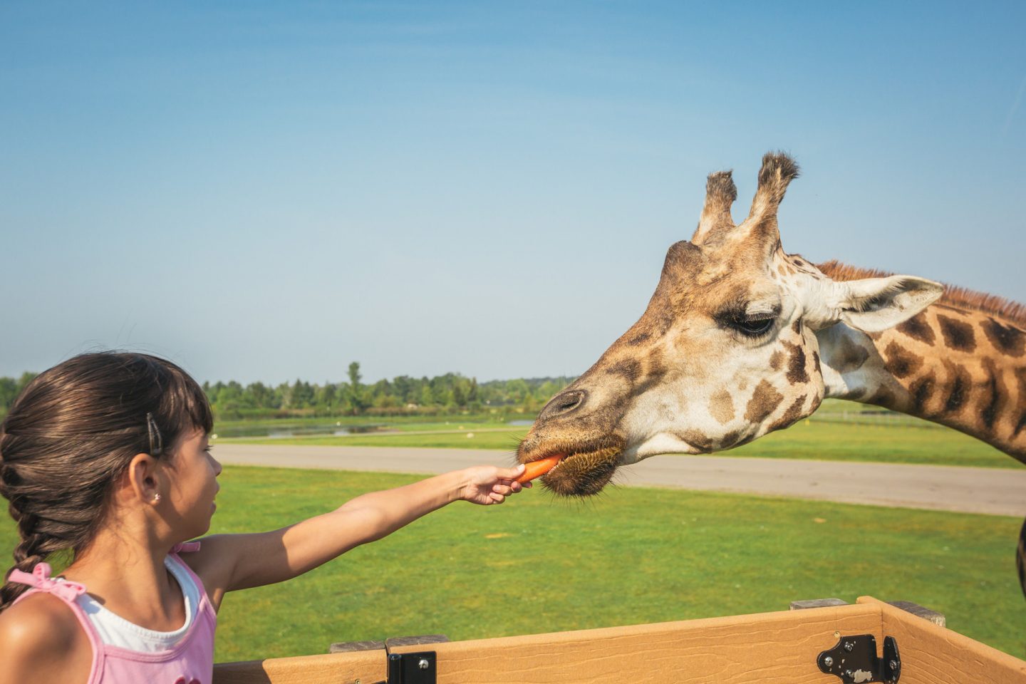 African Lion Safari Early Bird Membership