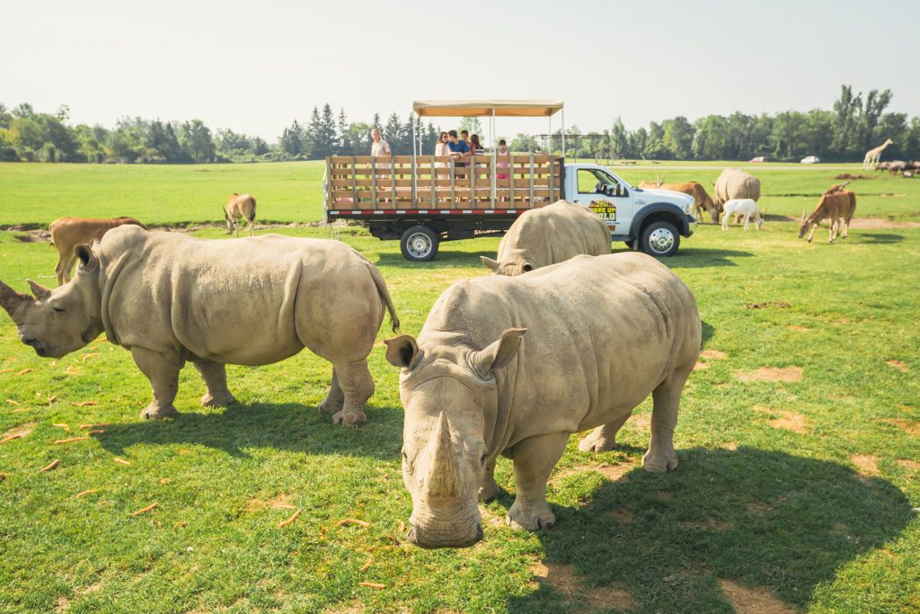 african safari in hamilton