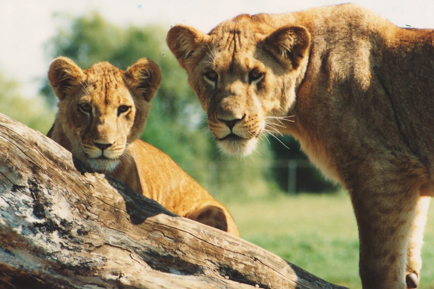 safari friends lion