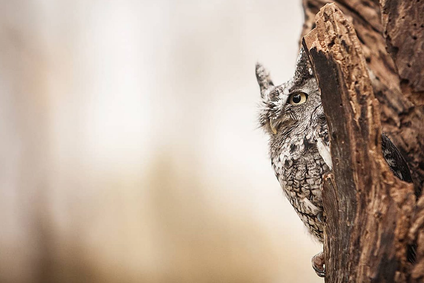 Owl Prowl and Birding (Family)