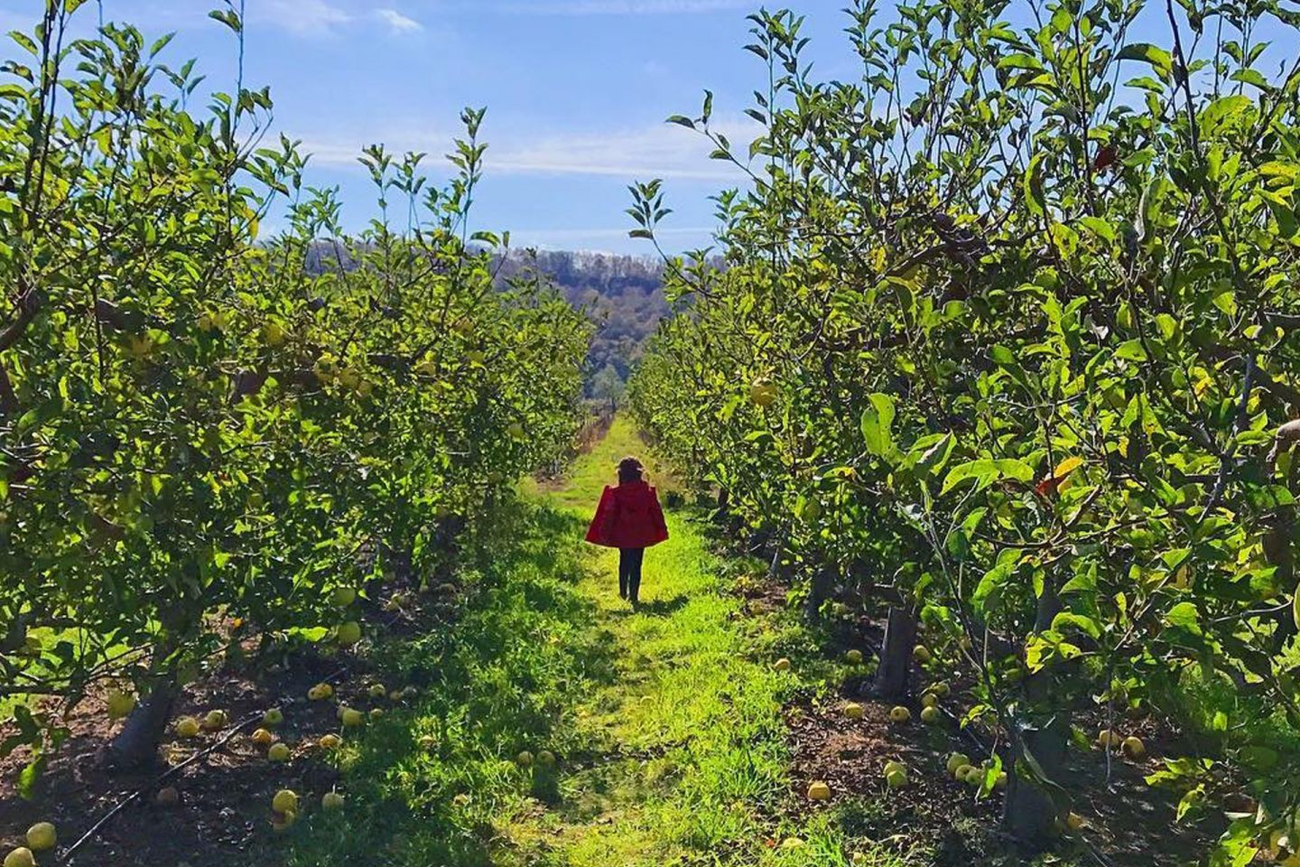 Puddicombe Estate Winery: Pick Your Own Fruit