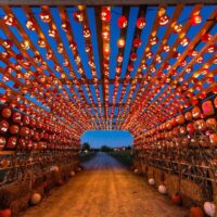 Pumpkins After Dark