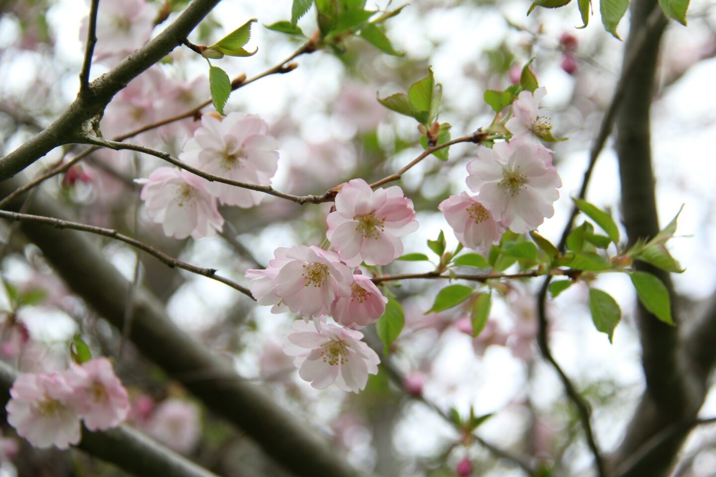 Cherry Blossoms and Magnolias at Royal Botanical Gardens