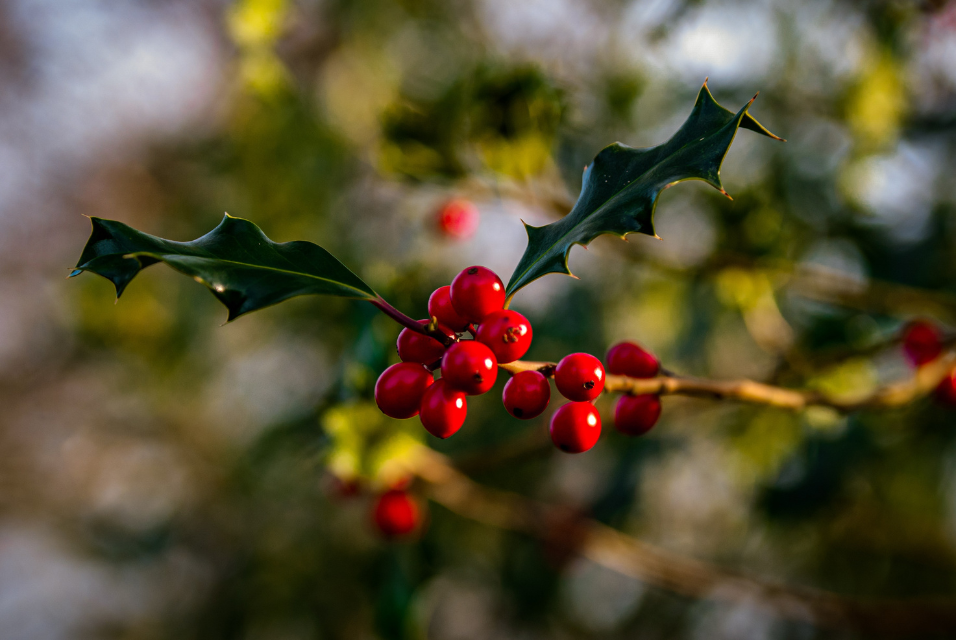 RBG: Discovery Station – Plants of the Holidays