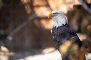 Take Wing and Lets Go Birding!