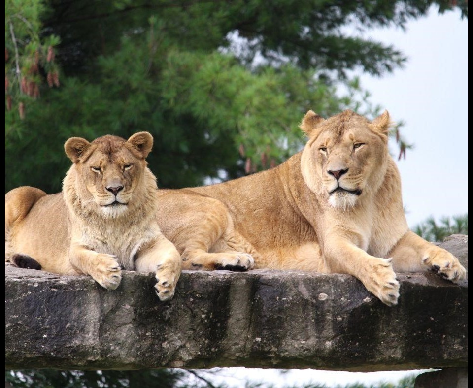 African Lion Safari 2024 Season Passport