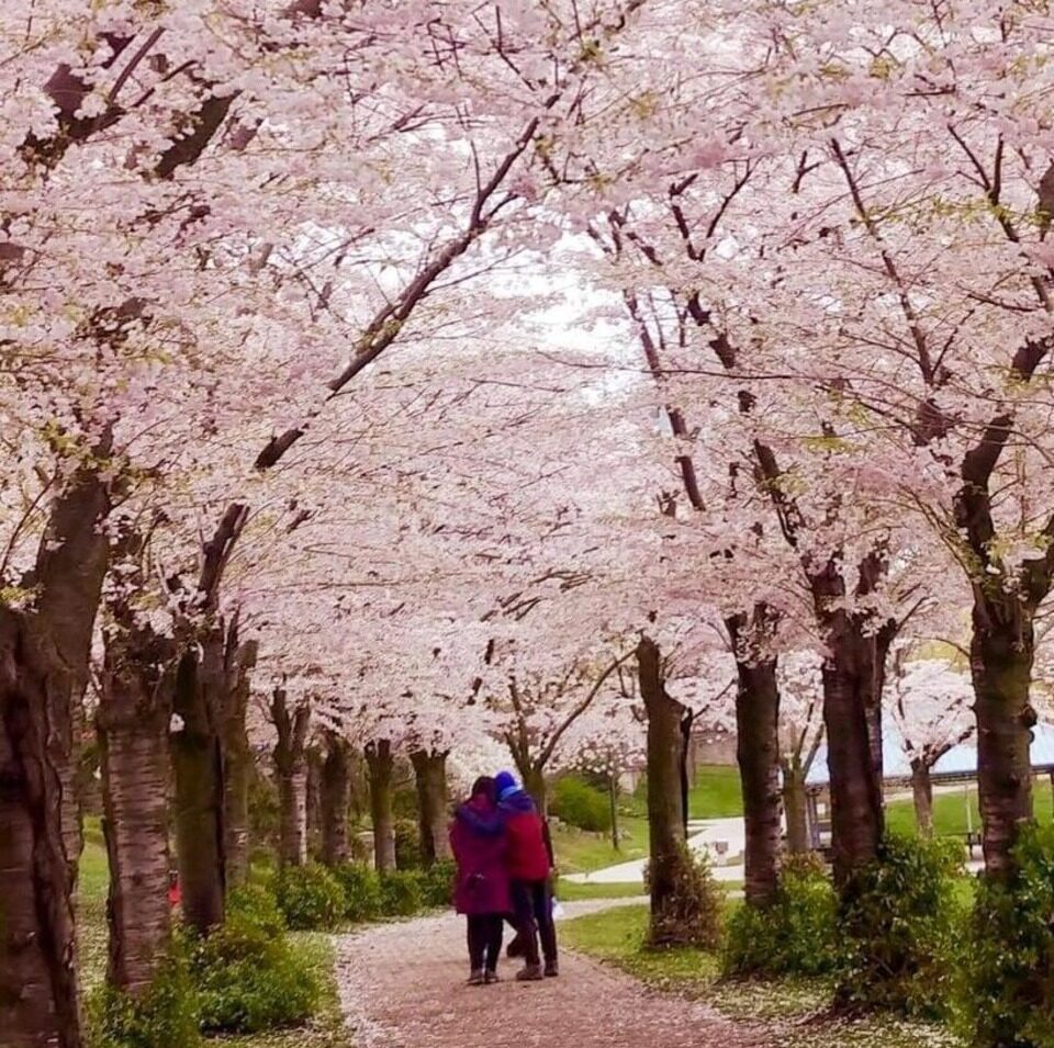 Burlington Sakura (Cherry Blossom) Festival