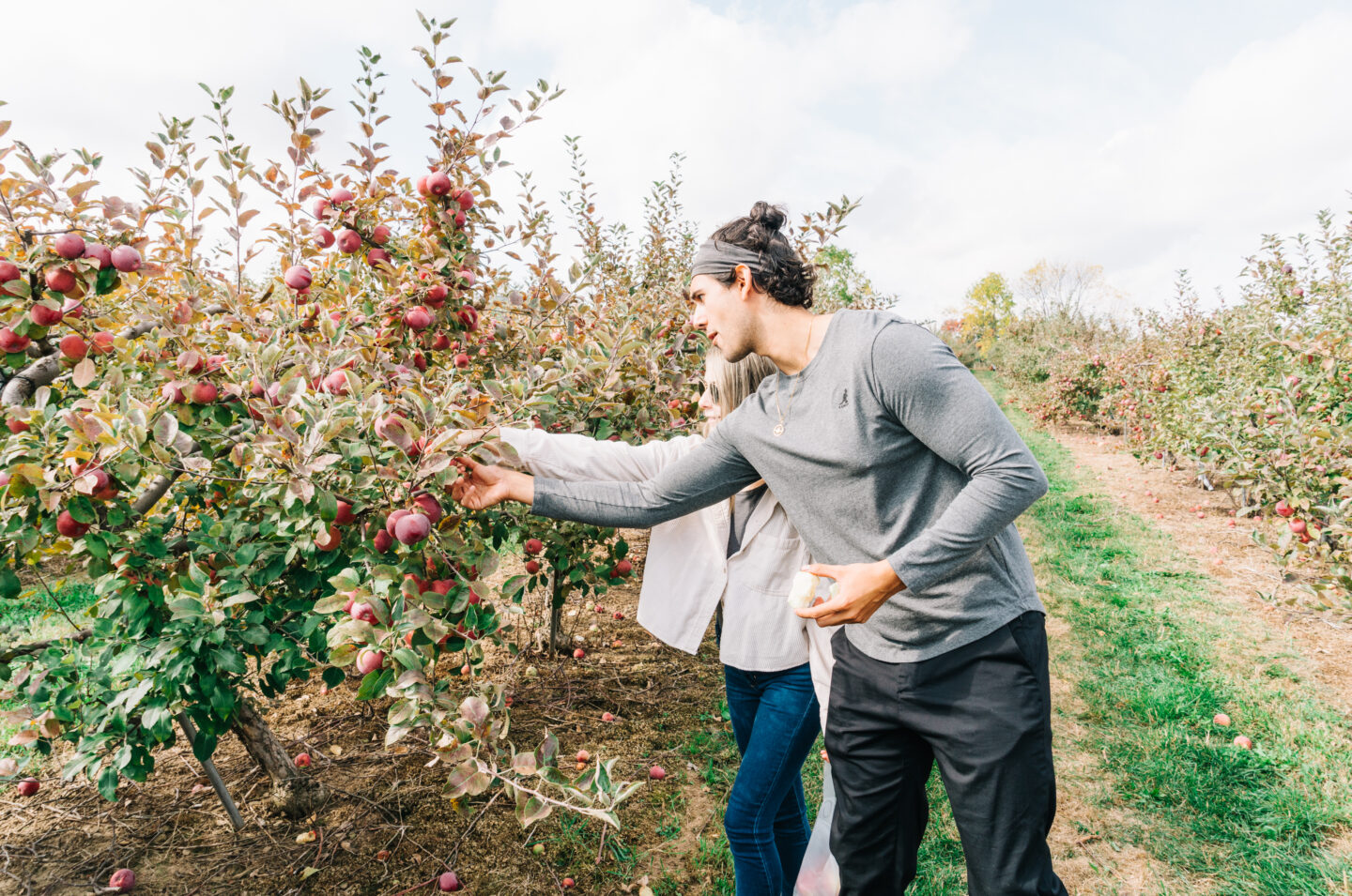 Pick Your Own Apples at Brantview Apples and Cider Farm
