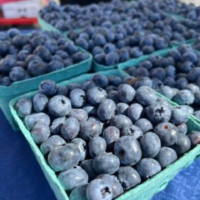 Northfield Blueberries