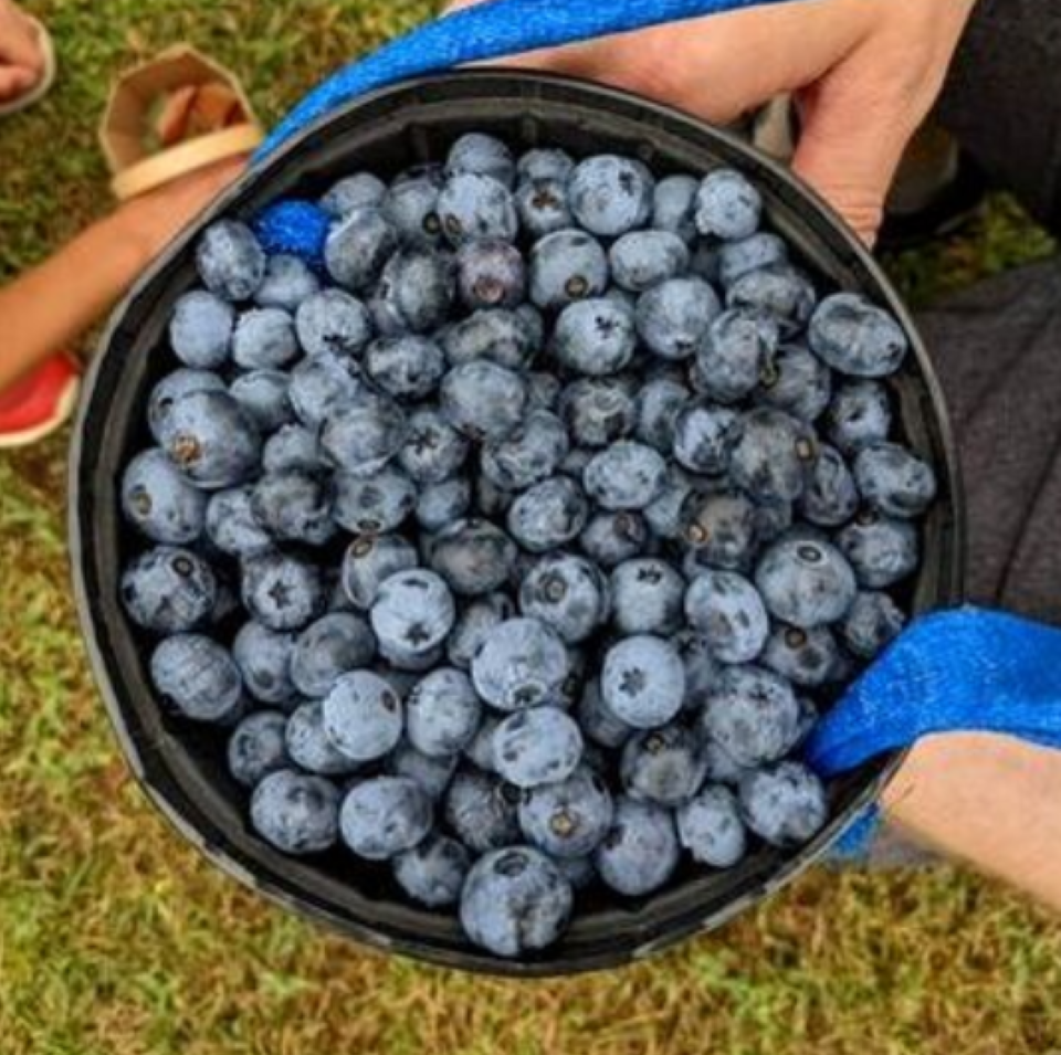 Northfield Blueberries