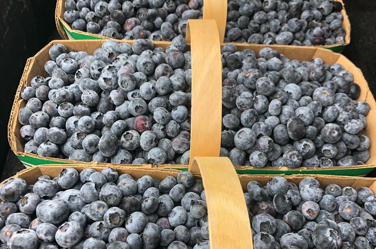 The Blueberry Patch