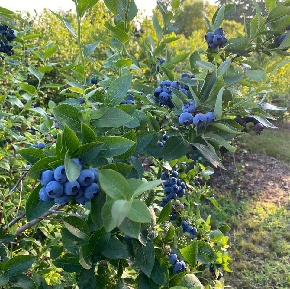 The Blueberry Patch