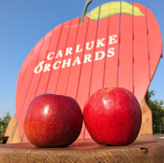 Fresh picked apples from Carluke Orchards