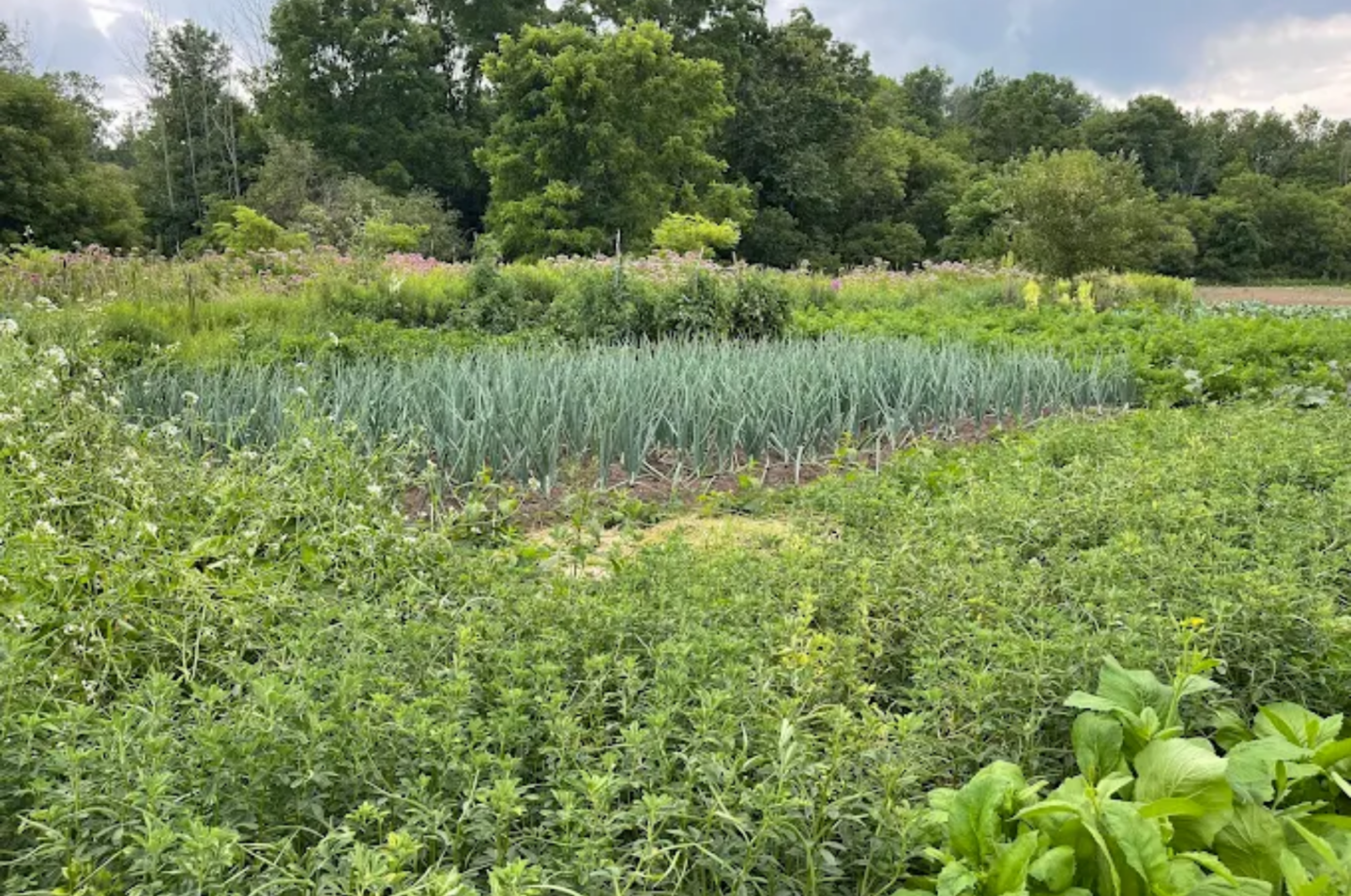 Fresh garlic growing at Virk Garlic Farm