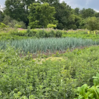 Virk Garlic Farms