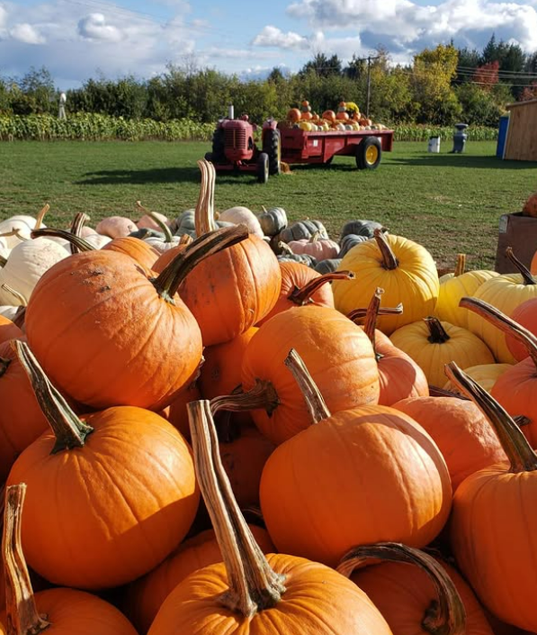 a pumpkin patch at Fallbrook Farms in Halton