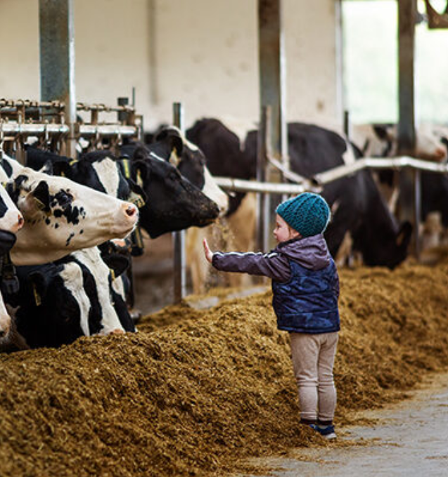 A child interacting with cows at Summit Station Dairy