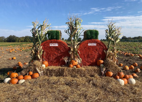 Murphy Country Produce’s pumpkin patch