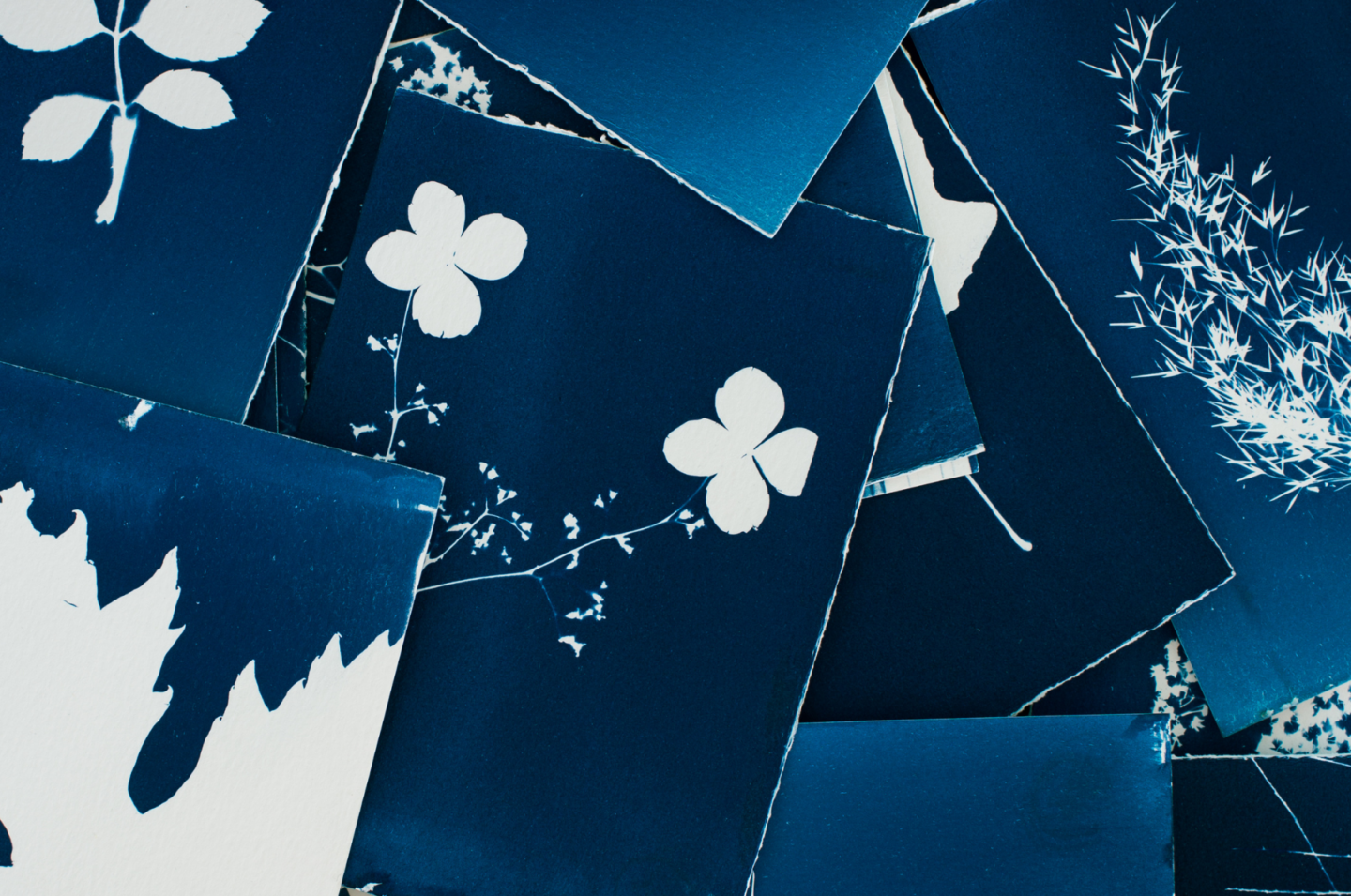 Oakville Galleries: Family Saturdays | Cyanotype