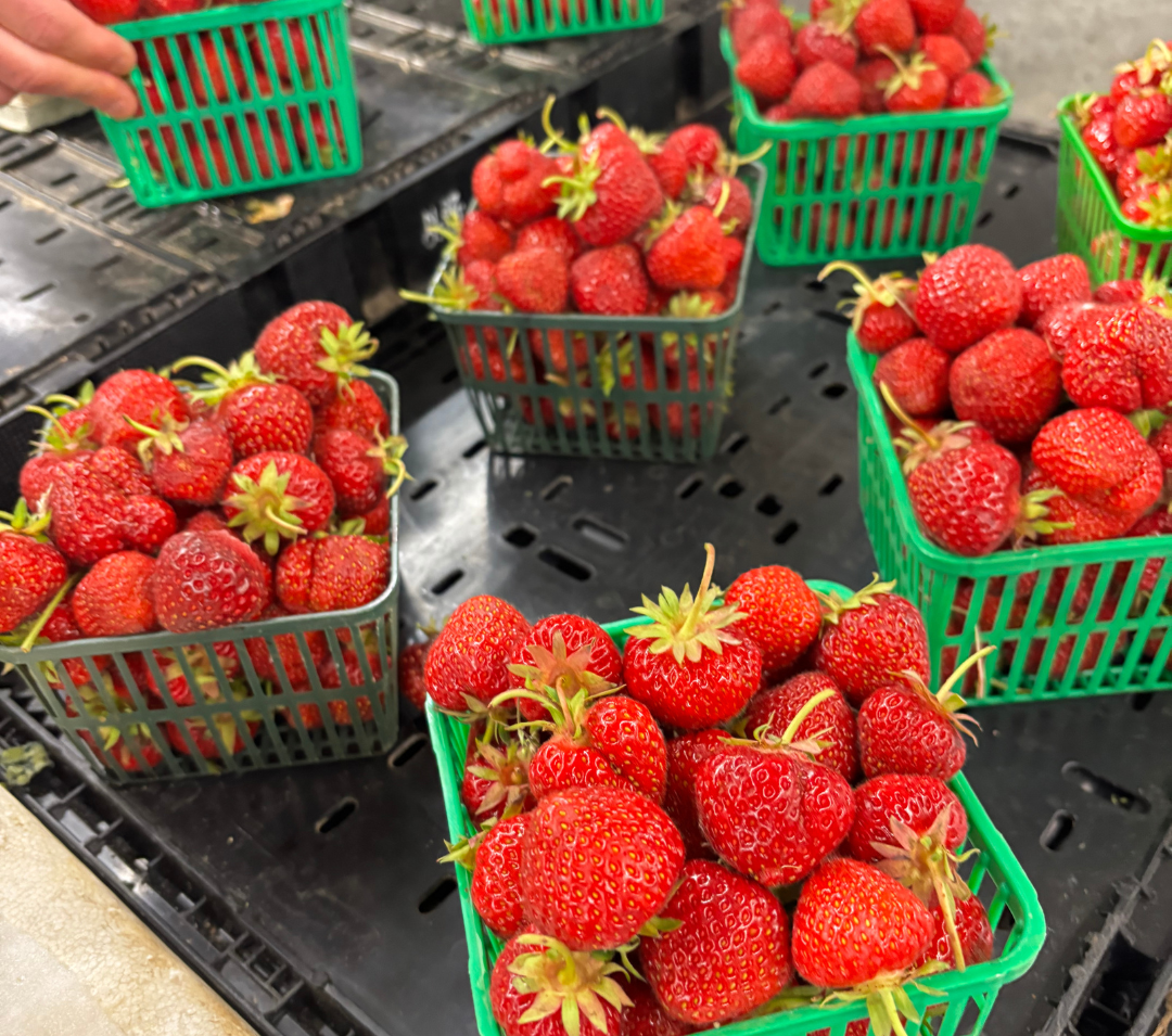 Strawberry Festival 2026