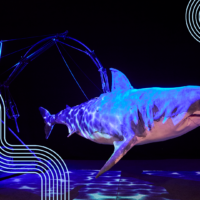 Erth’s Shark Dive
